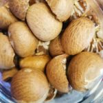 Nutmeg Exotic